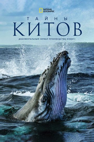 Тайны китов