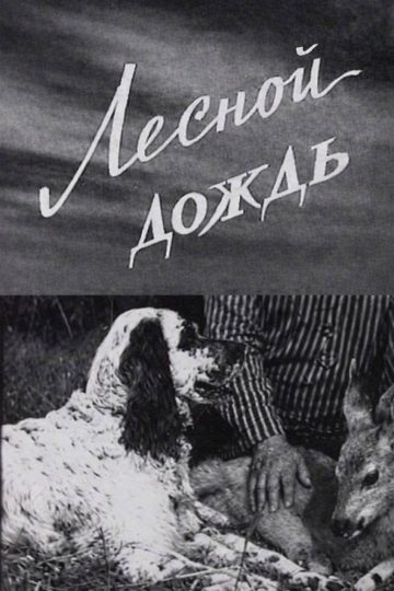 Лесной дождь